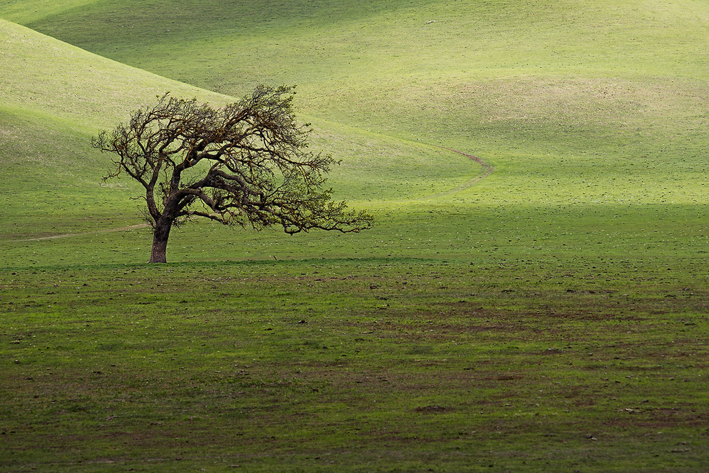 Leaning tree - California